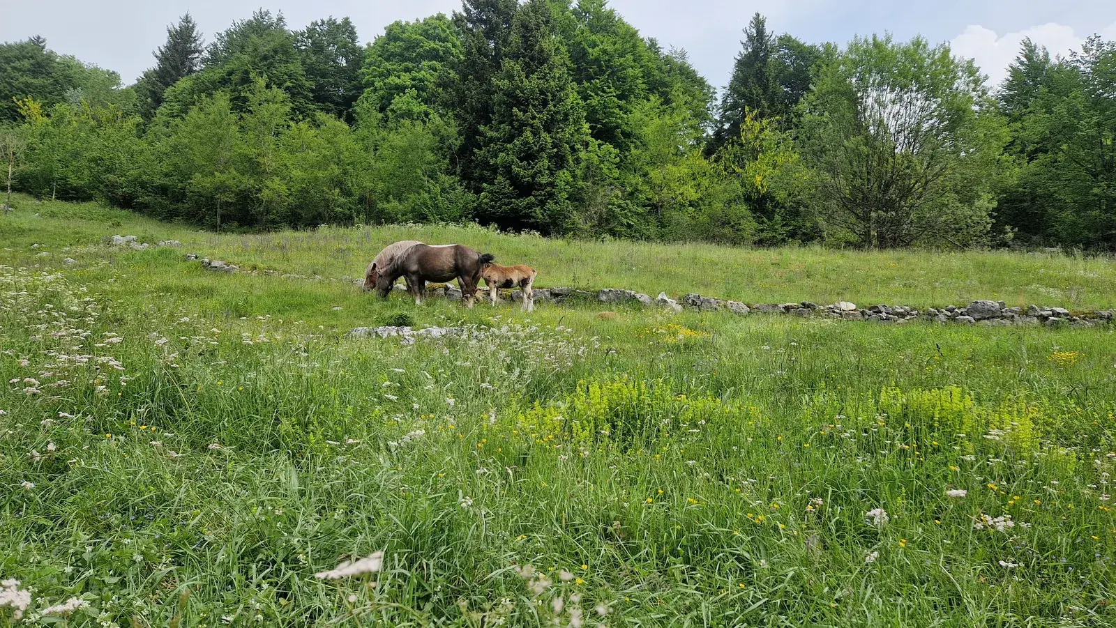 Pascoli dell’Altopiano di Asiago con le malghe e i boschi sullo sfondo