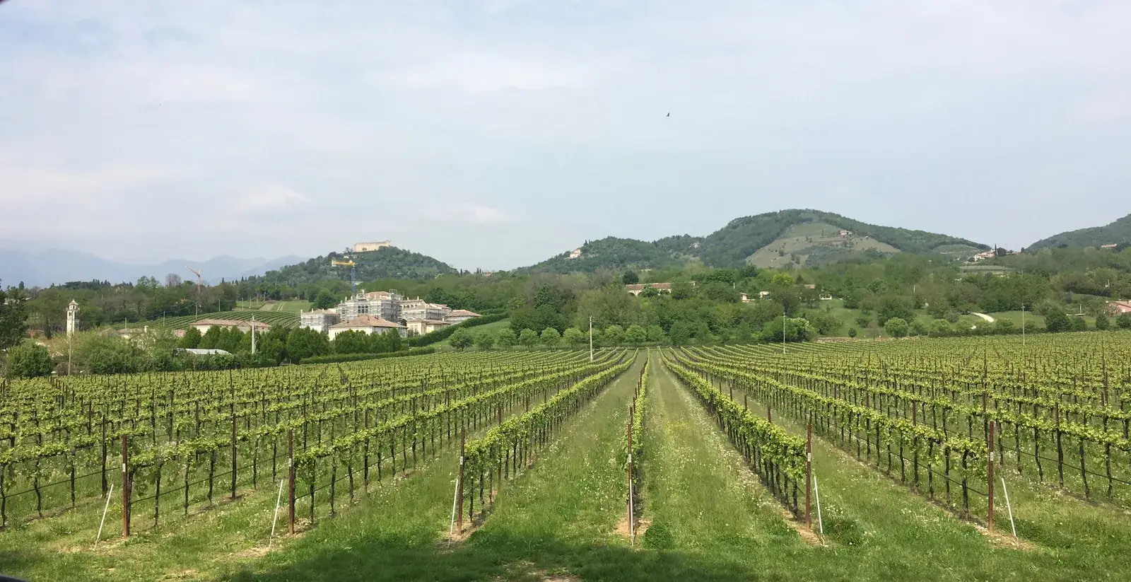 Le colline dell’Asolano coltivate a vigneto, con i borghi sui crinali