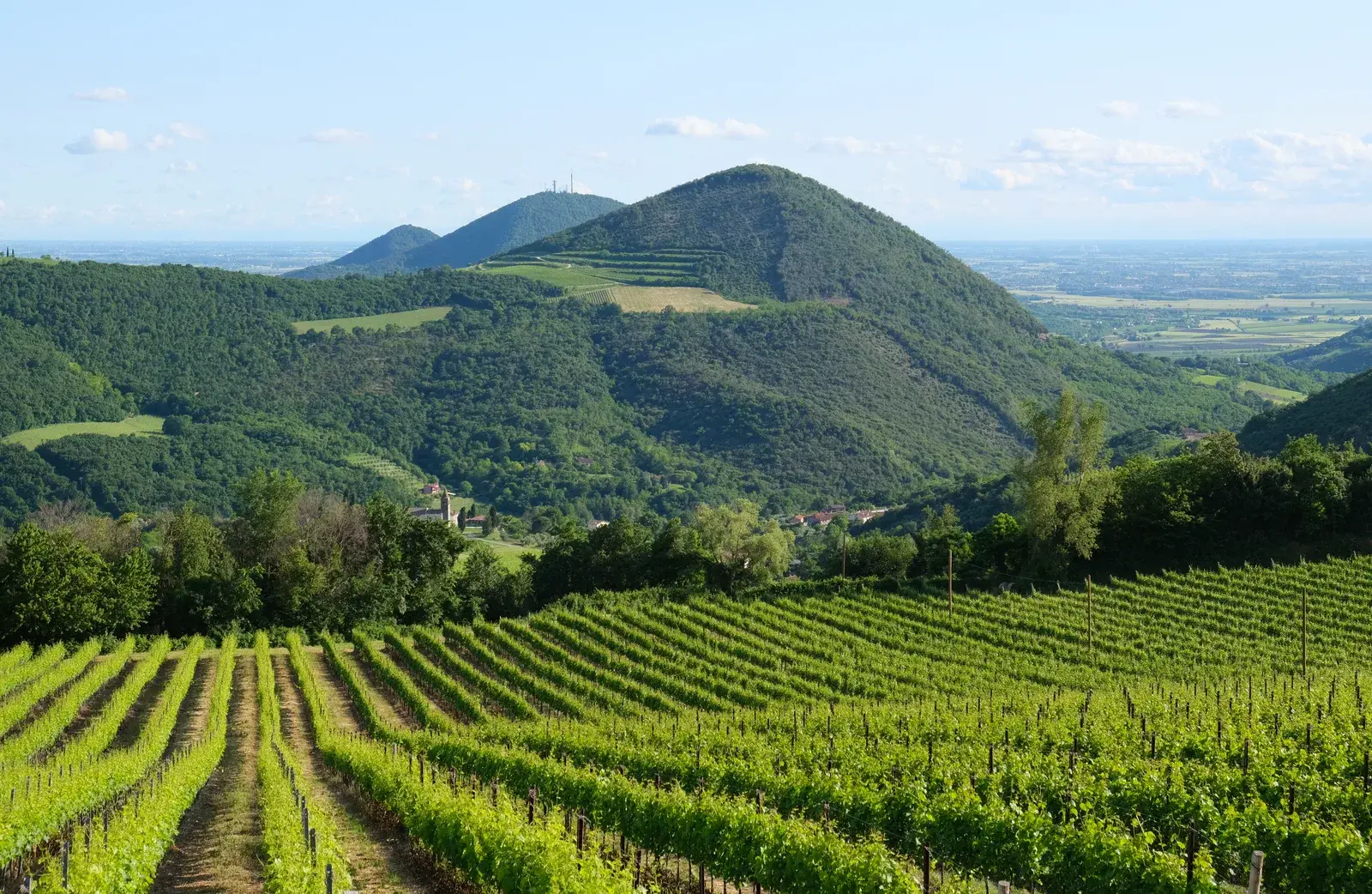 I coni vulcanici dei Colli Euganei visti oltre un vigneto, con la pianura sullo sfondo