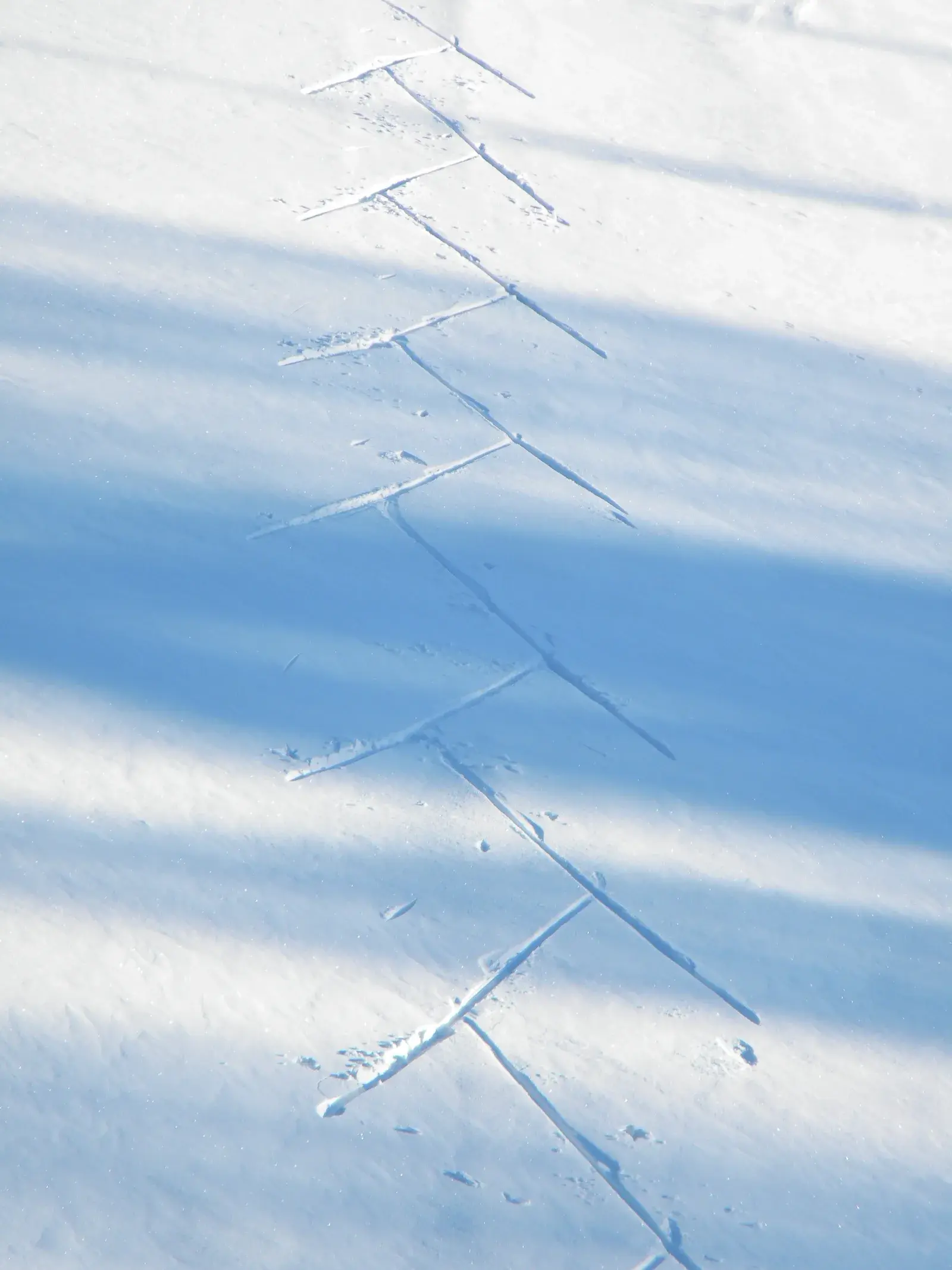 Piste di sci di fondo battute, con le tracce del passo classico e la pista per lo skating