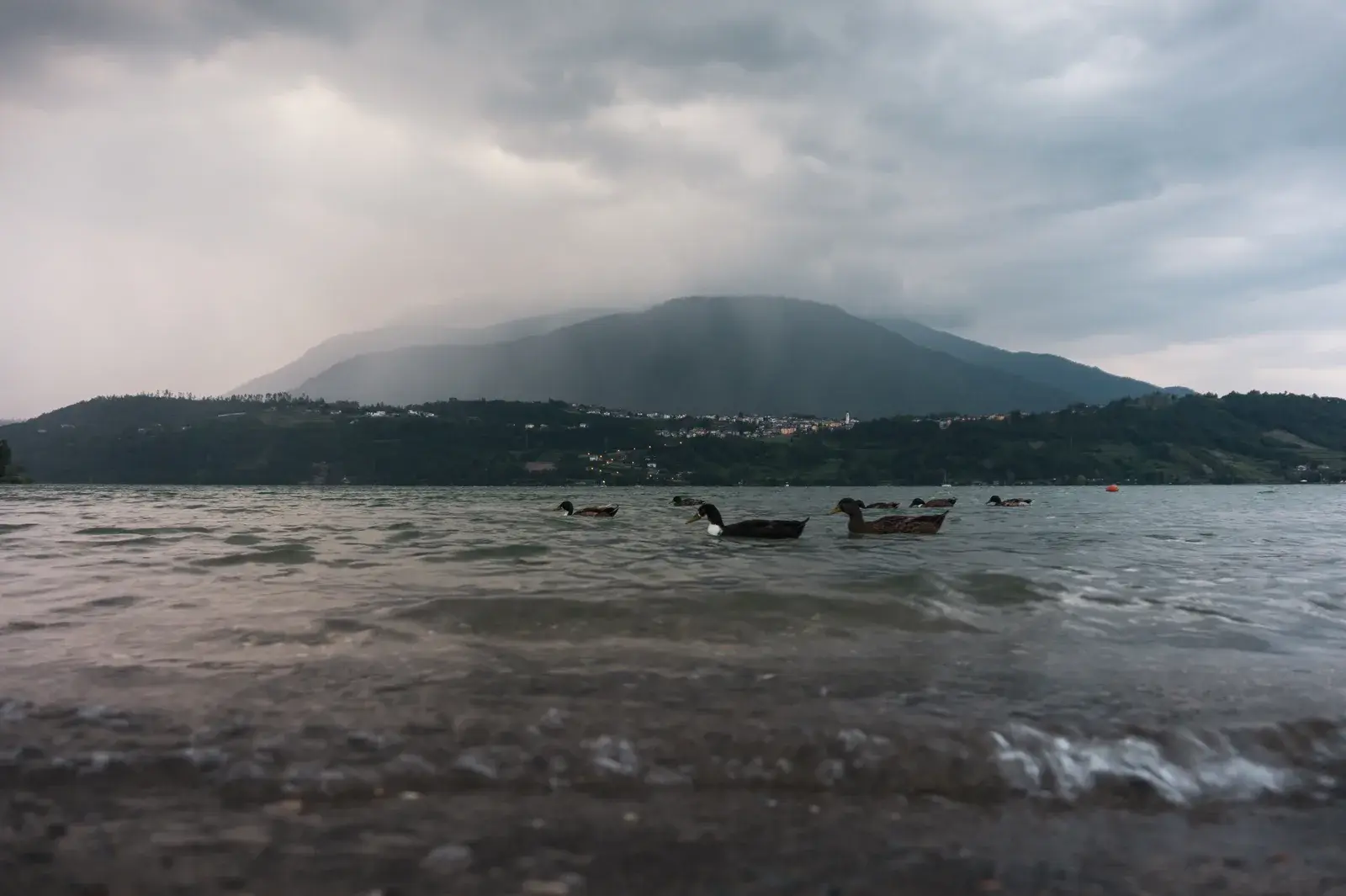 Il Lago di Caldonazzo dalla riva poco prima di un temporale, con anatre in acqua e la pioggia sul versante