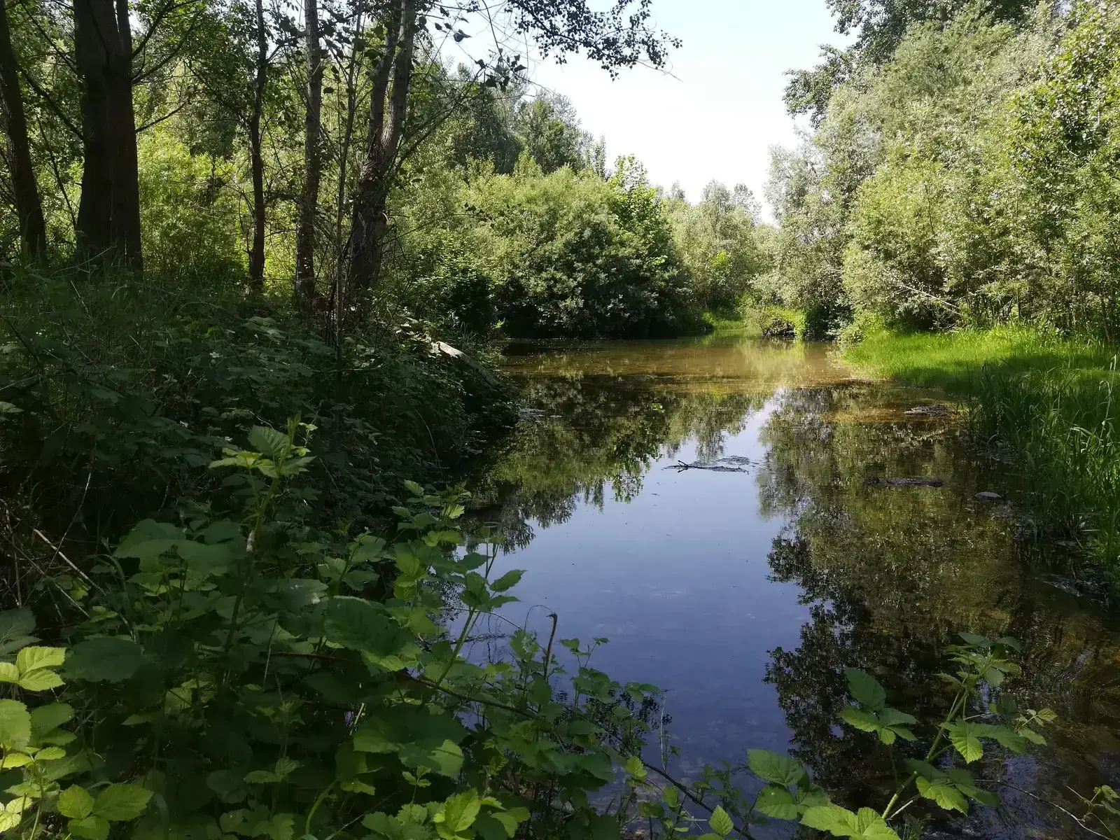 Le grave e le zone umide del fiume Brenta nei pressi di Carmignano di Brenta
