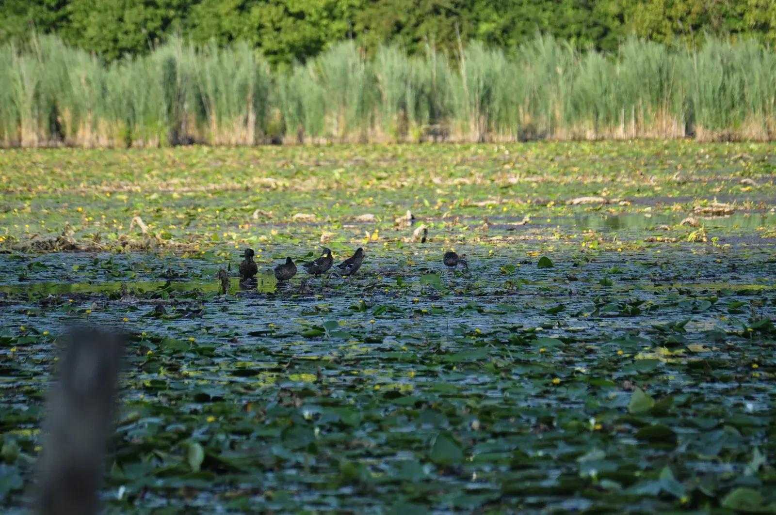 La riva del Lago di Fimon con la vegetazione acquatica