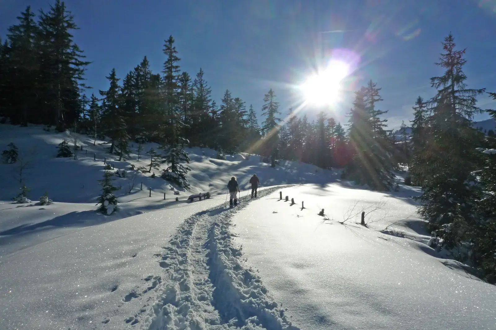 Escursionisti con le ciaspole su un sentiero innevato nel bosco in controluce