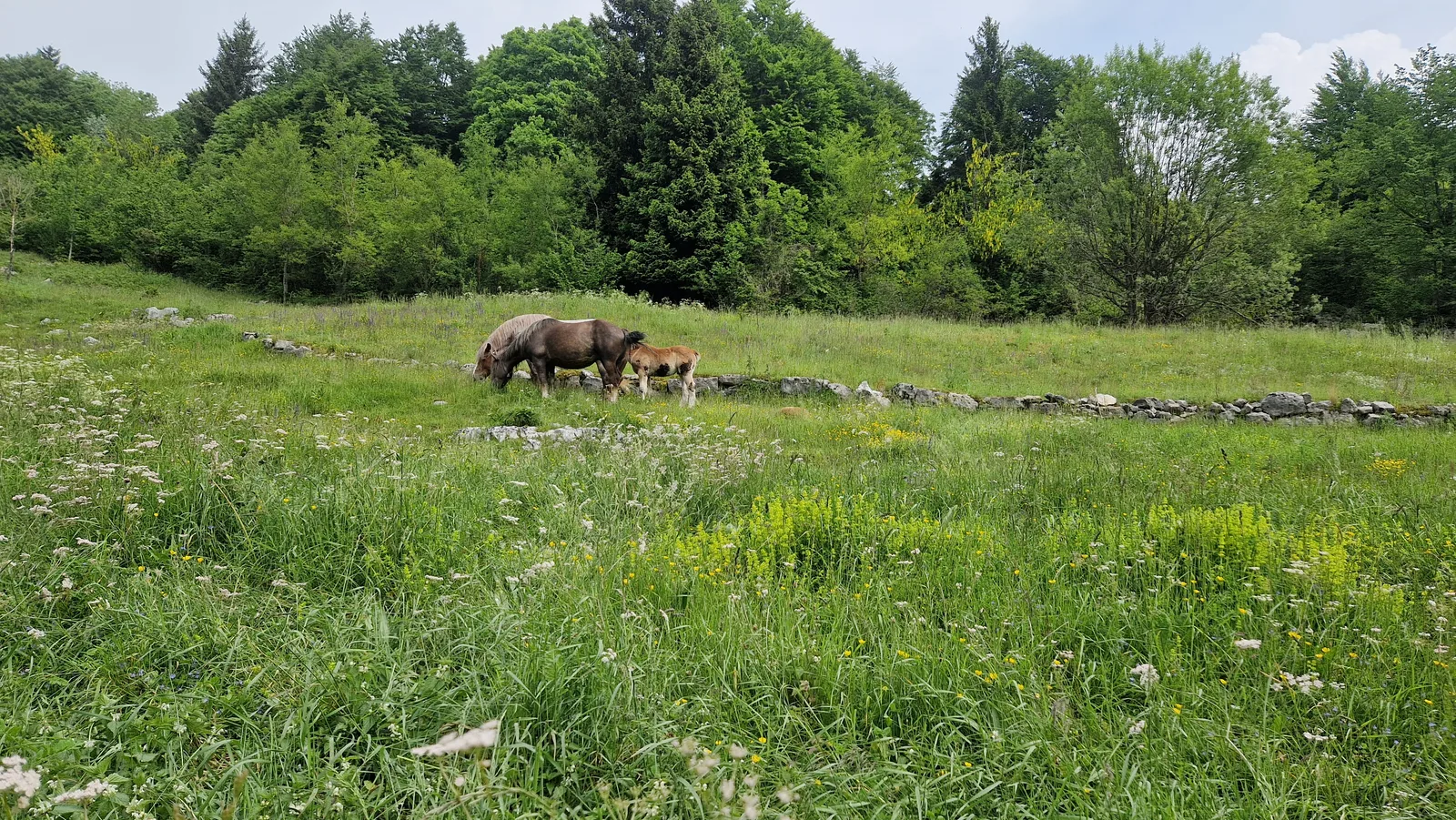 Pascoli dell’Altopiano di Asiago con le malghe e i boschi sullo sfondo