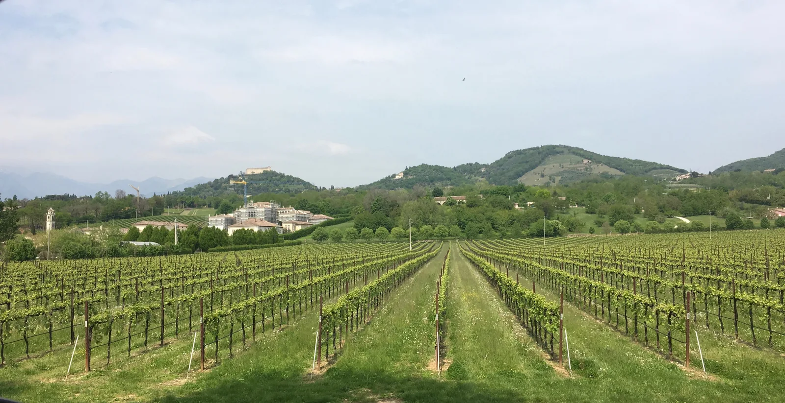 Le colline dell’Asolano coltivate a vigneto, con i borghi sui crinali