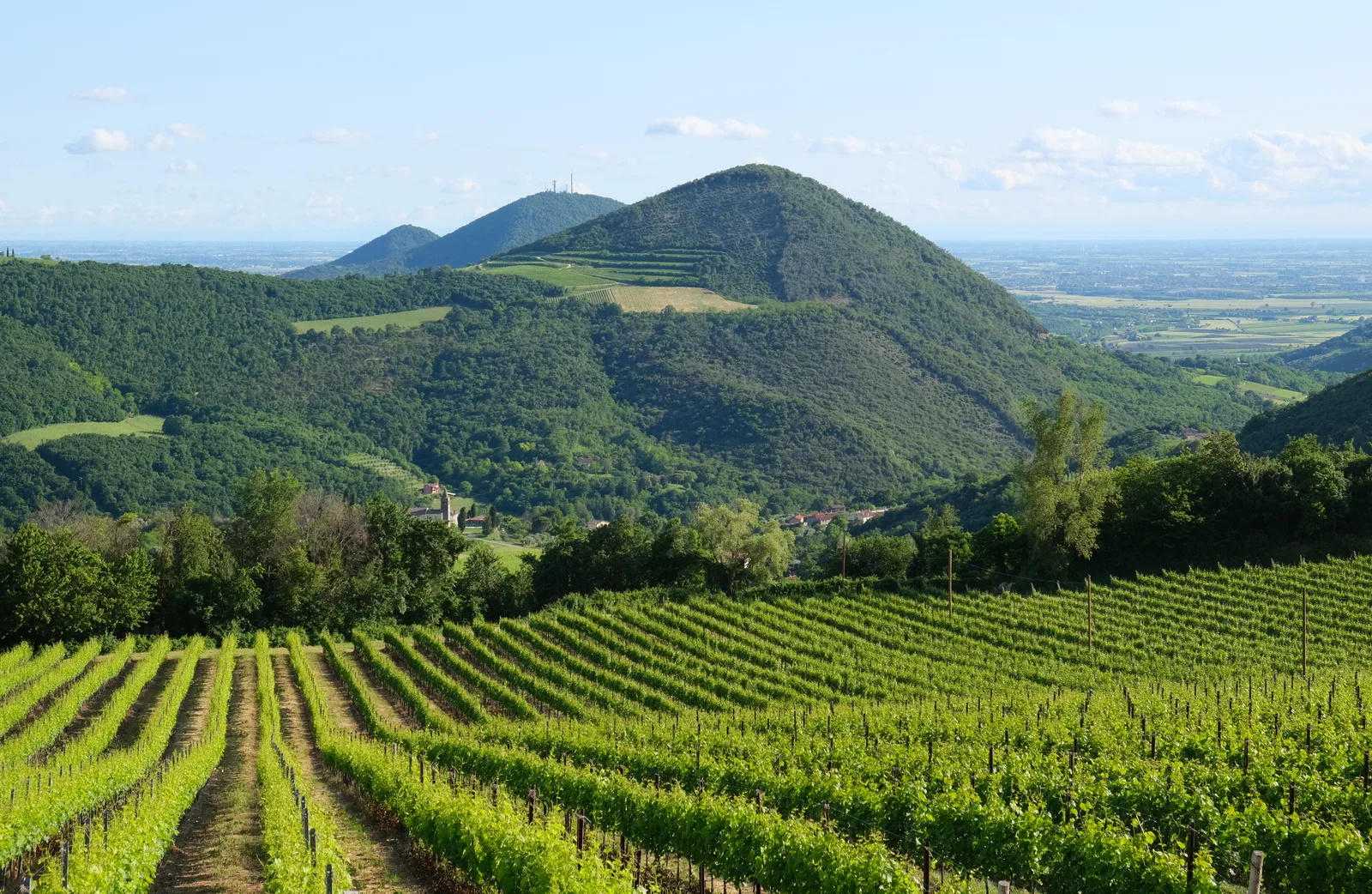 I coni vulcanici dei Colli Euganei visti oltre un vigneto, con la pianura sullo sfondo