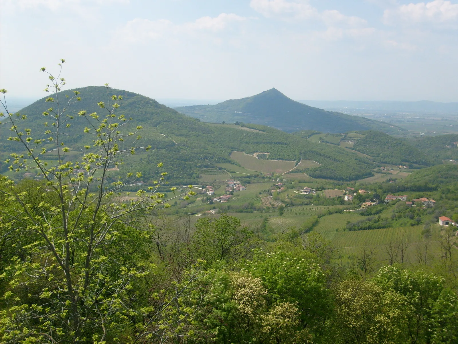 Particolare delle colline coltivate dei Colli Euganei