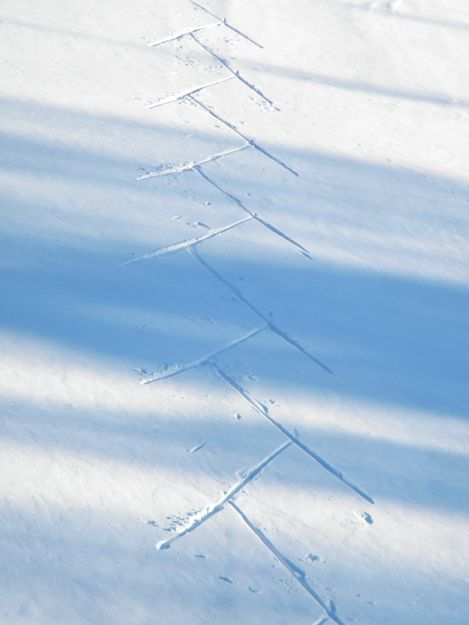 Piste di sci di fondo battute, con le tracce del passo classico e la pista per lo skating