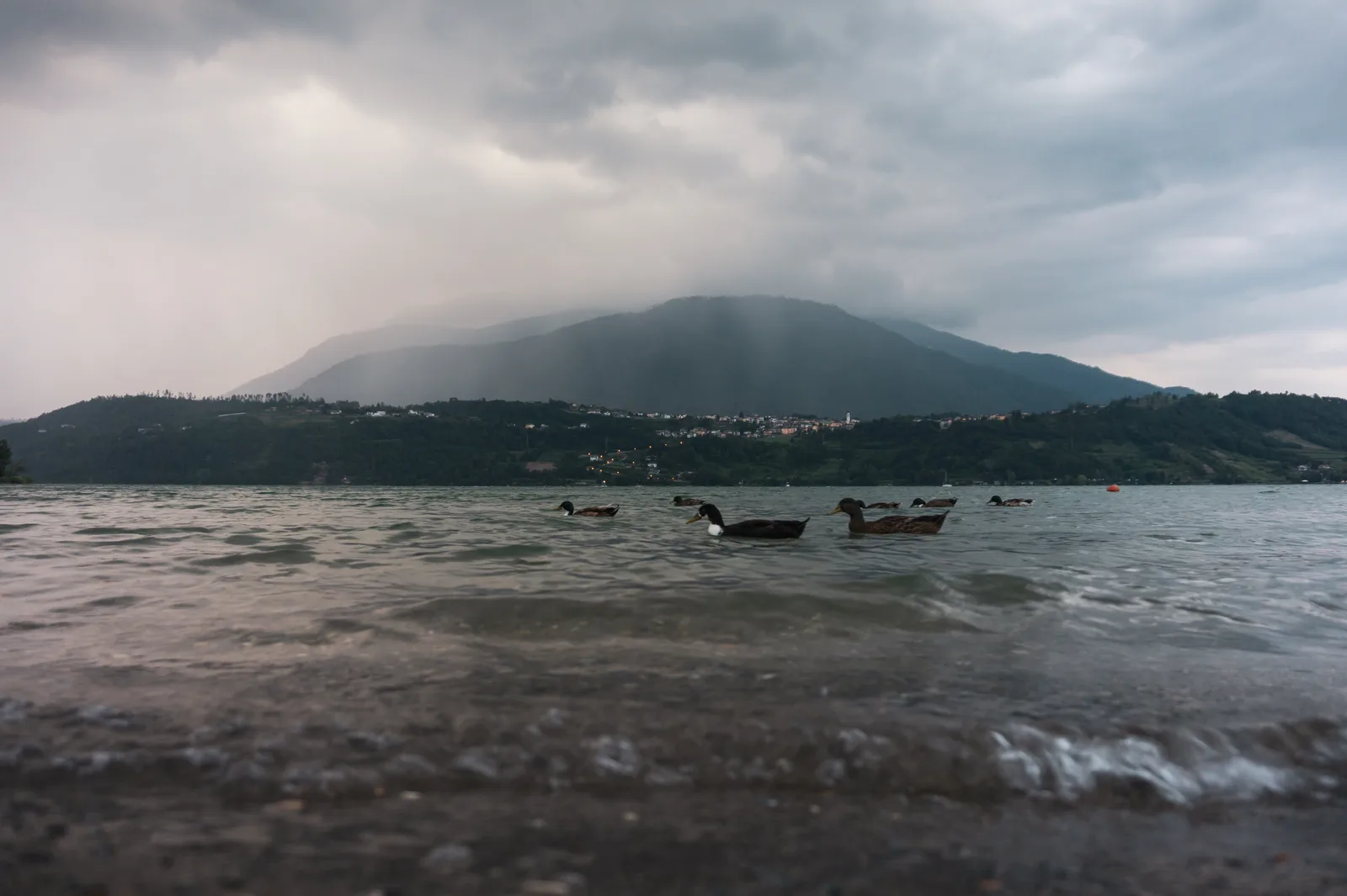 Il Lago di Caldonazzo dalla riva poco prima di un temporale, con anatre in acqua e la pioggia sul versante