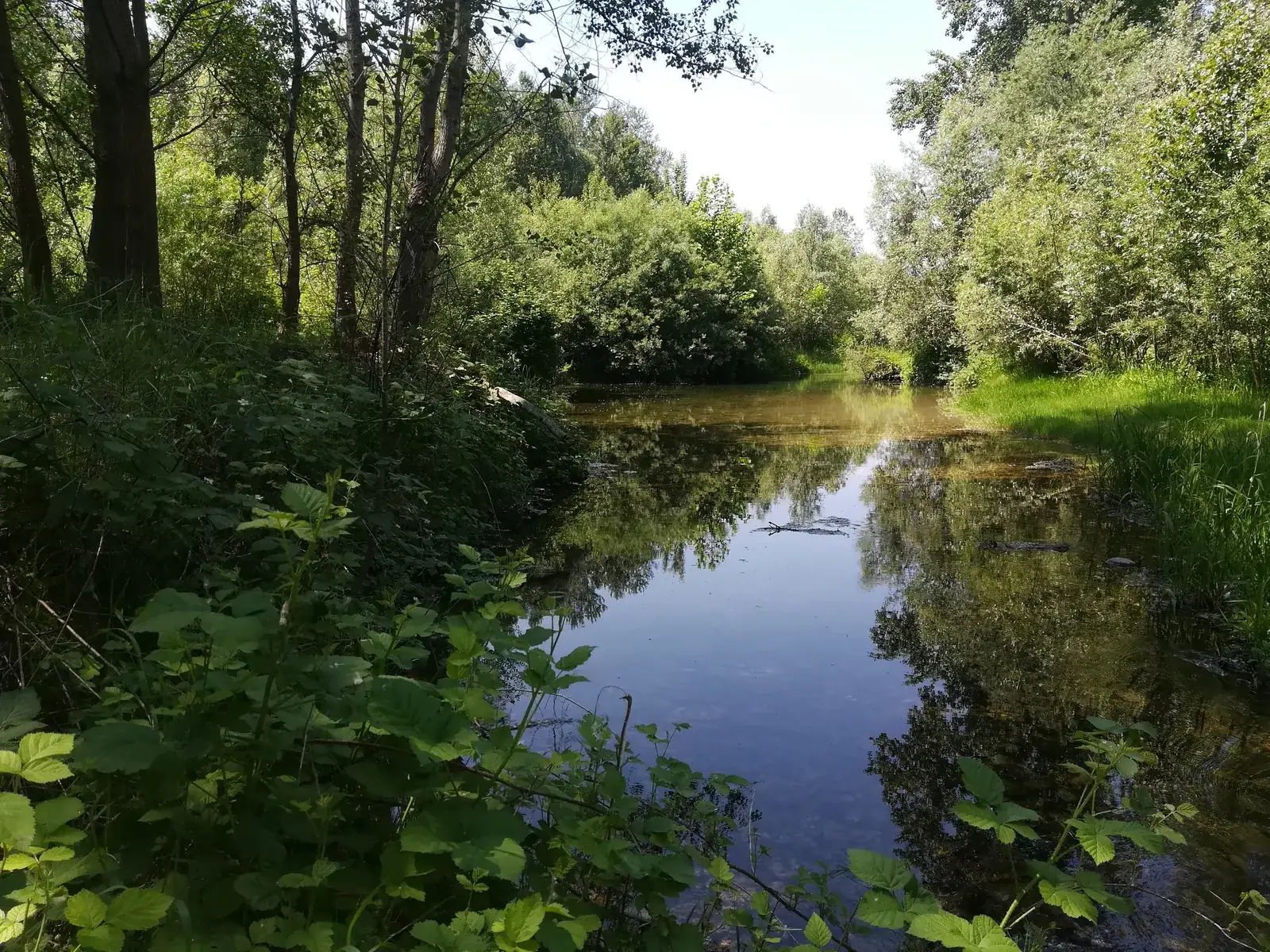Le grave e le zone umide del fiume Brenta nei pressi di Carmignano di Brenta
