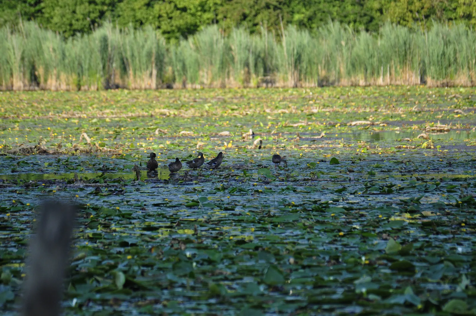 La riva del Lago di Fimon con la vegetazione acquatica