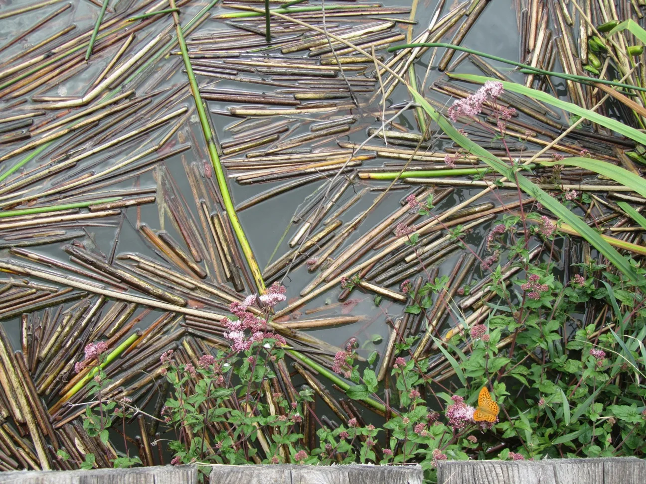 Canneto e vegetazione sulla riva del Lago di Toblino