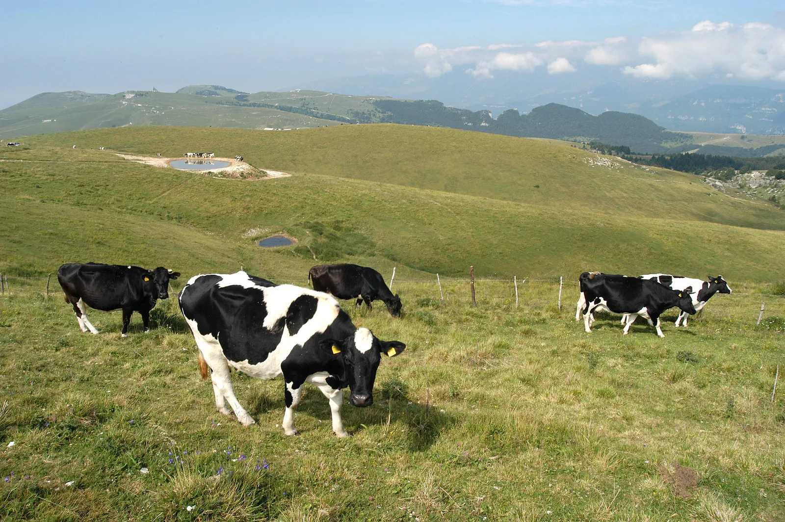 I pascoli estivi dei Monti Lessini con le malghe