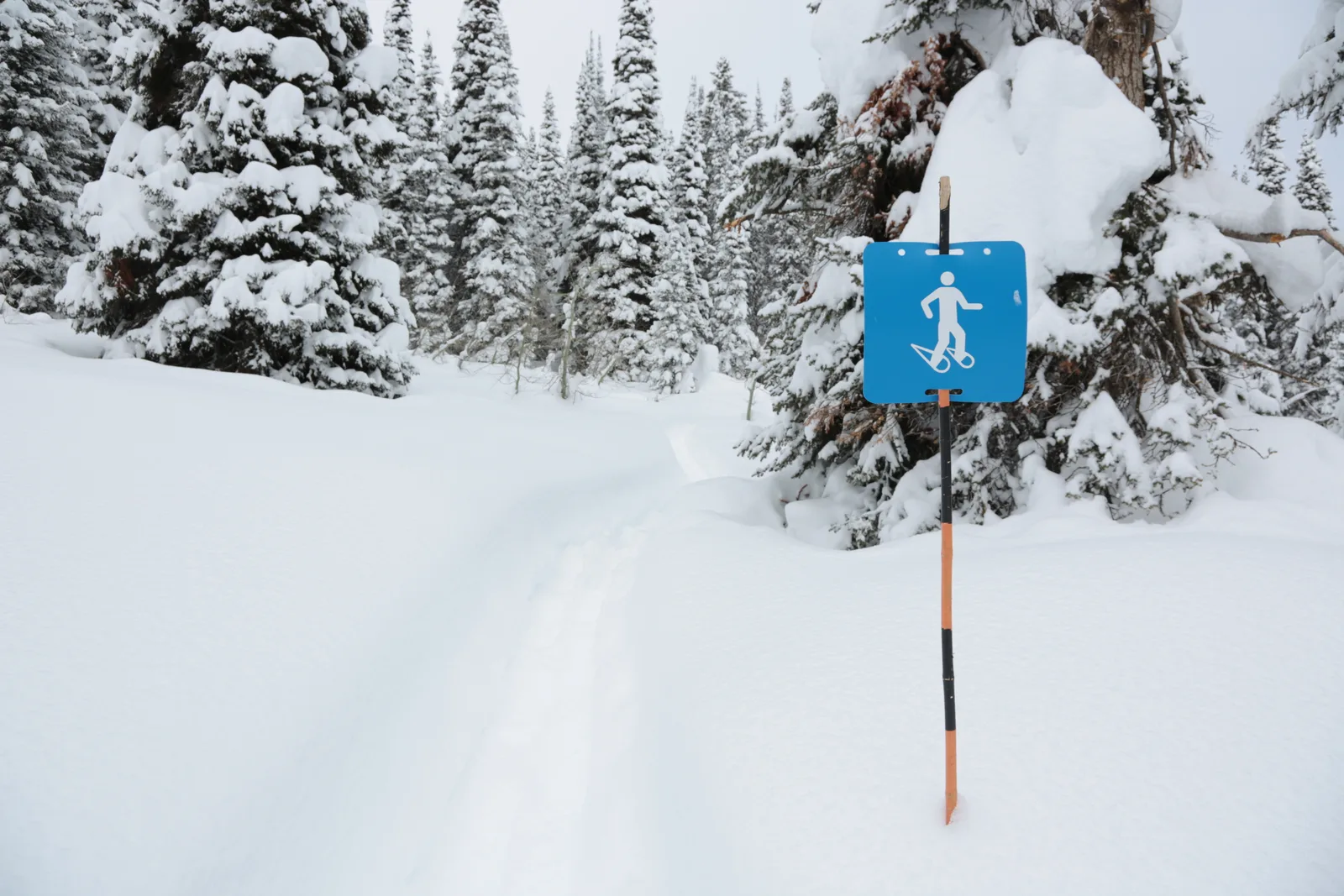 Una traccia di ciaspole nella neve fresca fra gli alberi di un bosco invernale